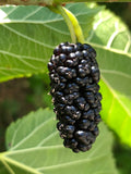 Mulberry 'Bistrica'