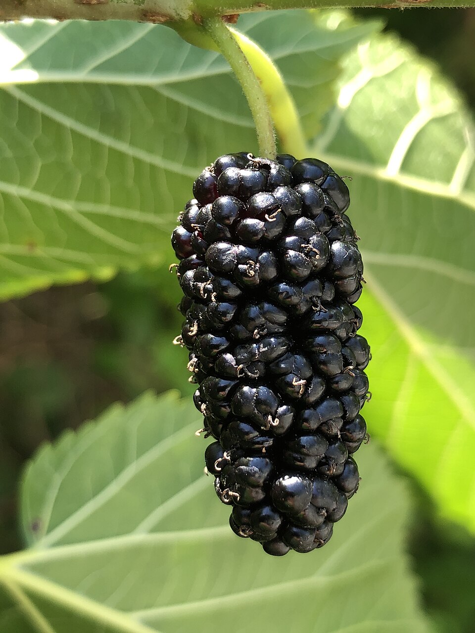 Mulberry 'Bistrica'