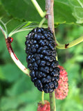 Mulberry 'Kokuso'