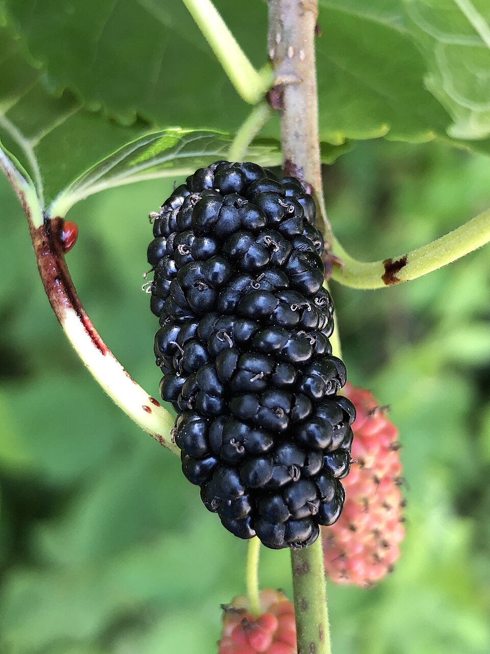 Mulberry 'Kokuso'