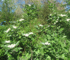 Whitebeam