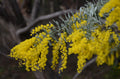 Cootamundra Wattle