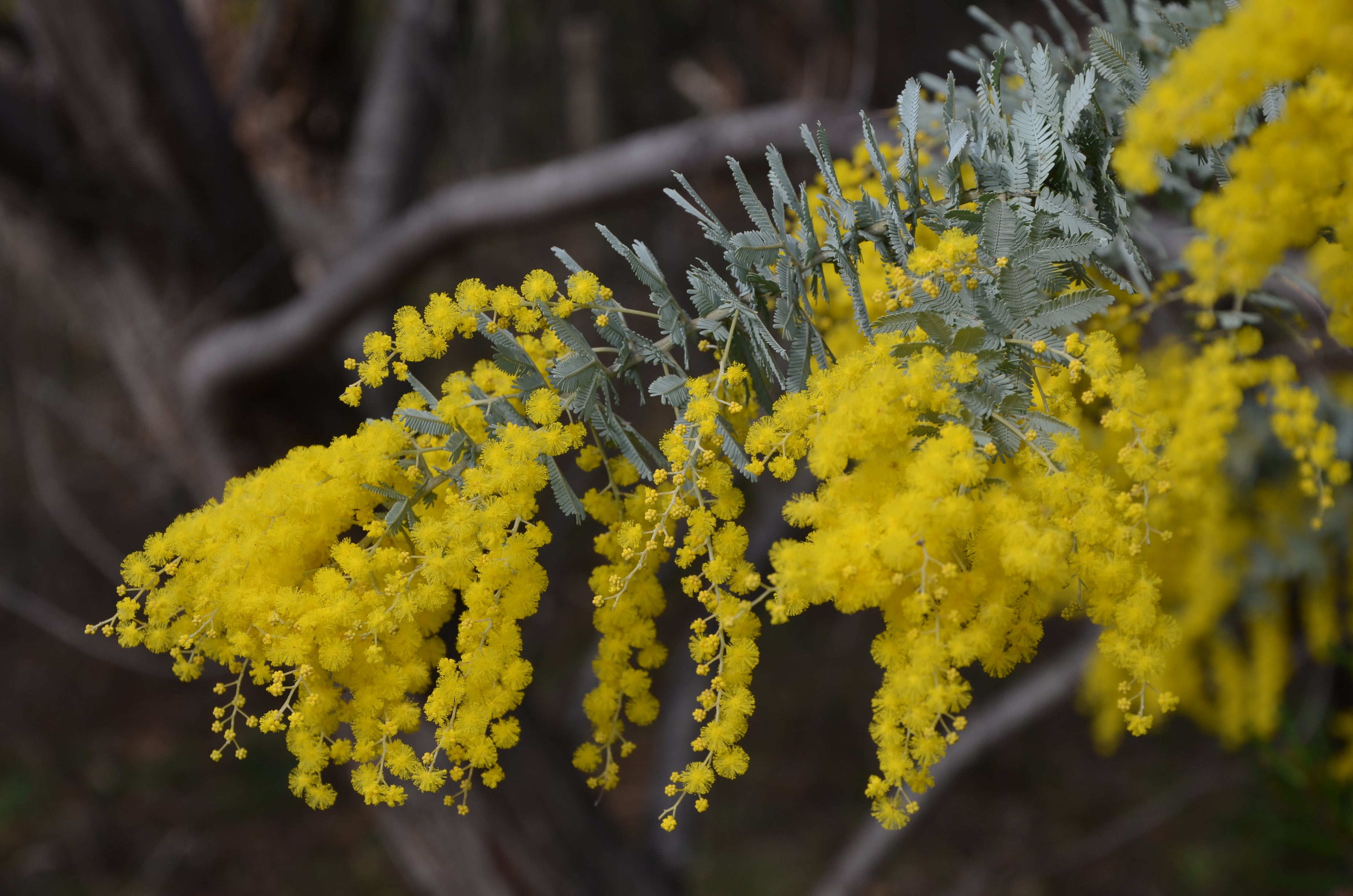 Cootamundra Wattle