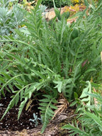 Yarrow 'Cloth of Gold'