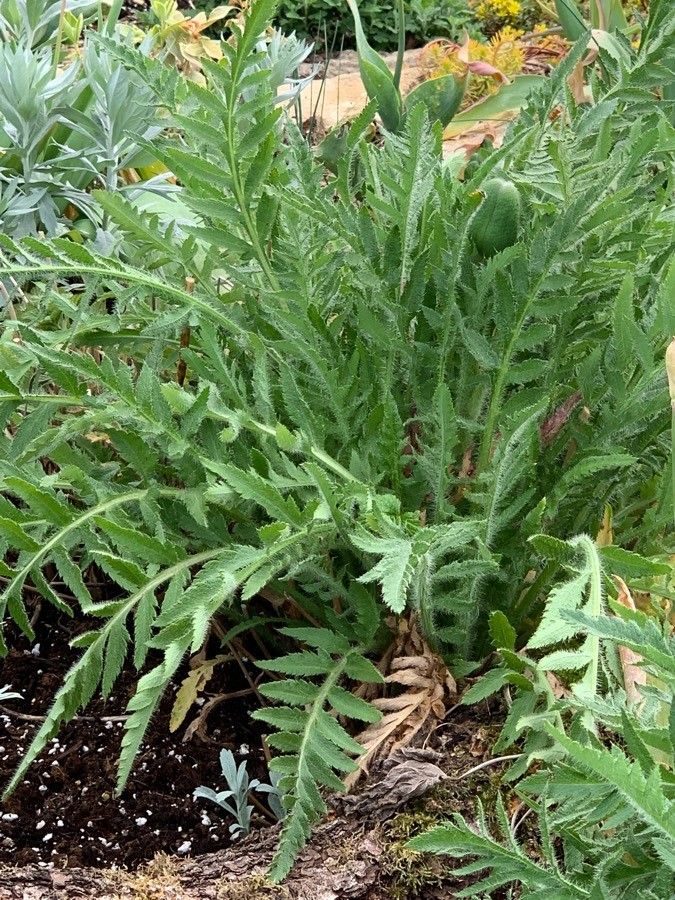Yarrow 'Cloth of Gold'