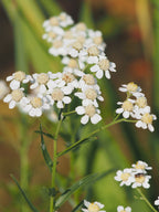 Sneezewort