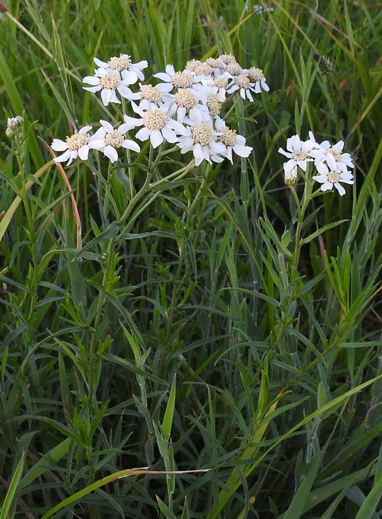 Sneezewort