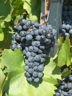 Grape 'Baco'