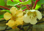 Kiwi 'Hayward'