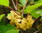 Kiwi 'Atlas'