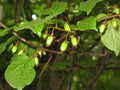 Arctic Kiwi 'Adam'