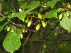 Arctic Kiwi 'Adam'