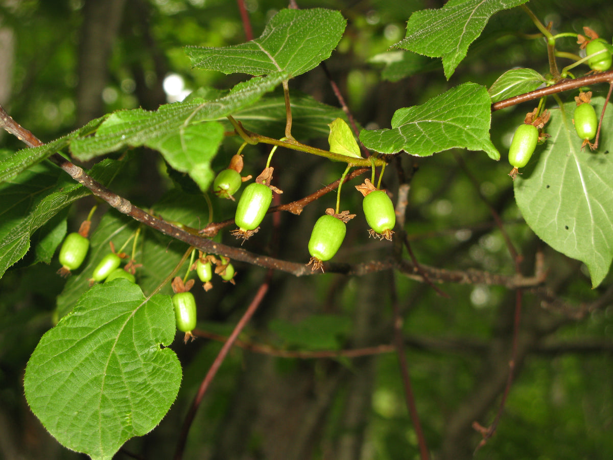 Arctic Kiwi 'Adam'