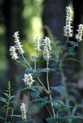 Giant Yellow Hyssop