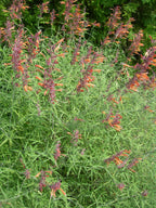 Mexican Hyssop 'Apache Sunset'