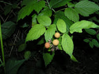 Raspberry 'Fallgold'