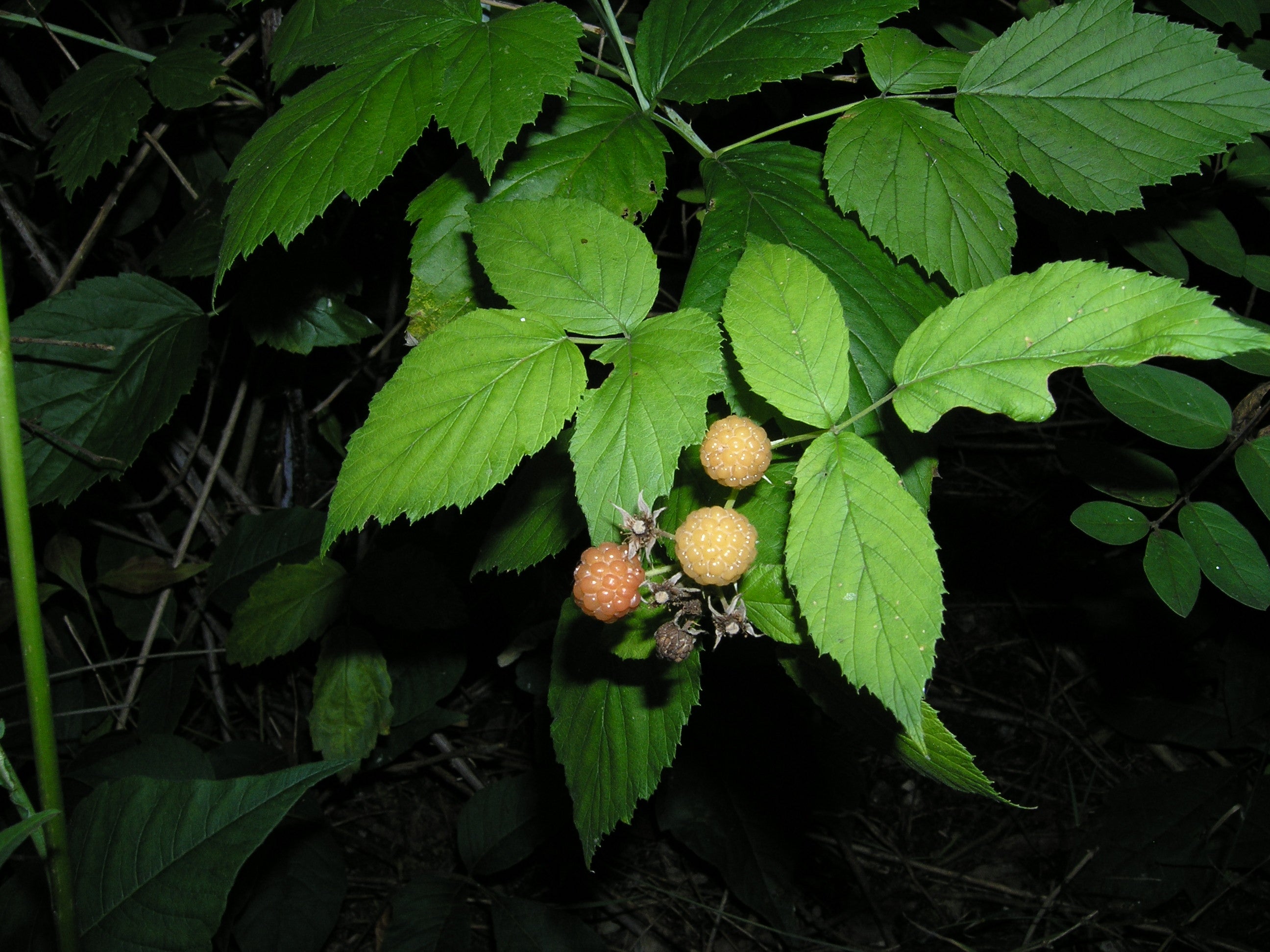 Raspberry 'Fallgold'