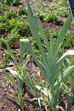 Babingtons Leek