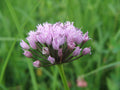 Mouse Garlic