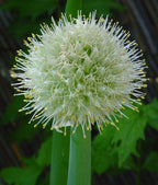 Red Welsh Onion