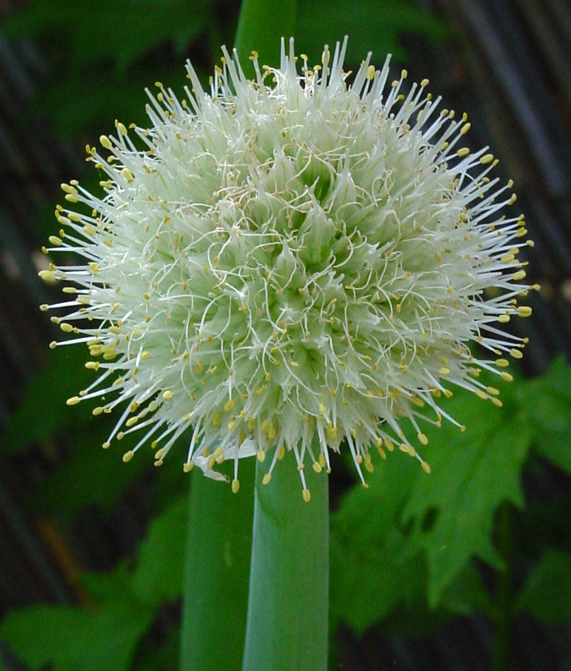 Red Welsh Onion