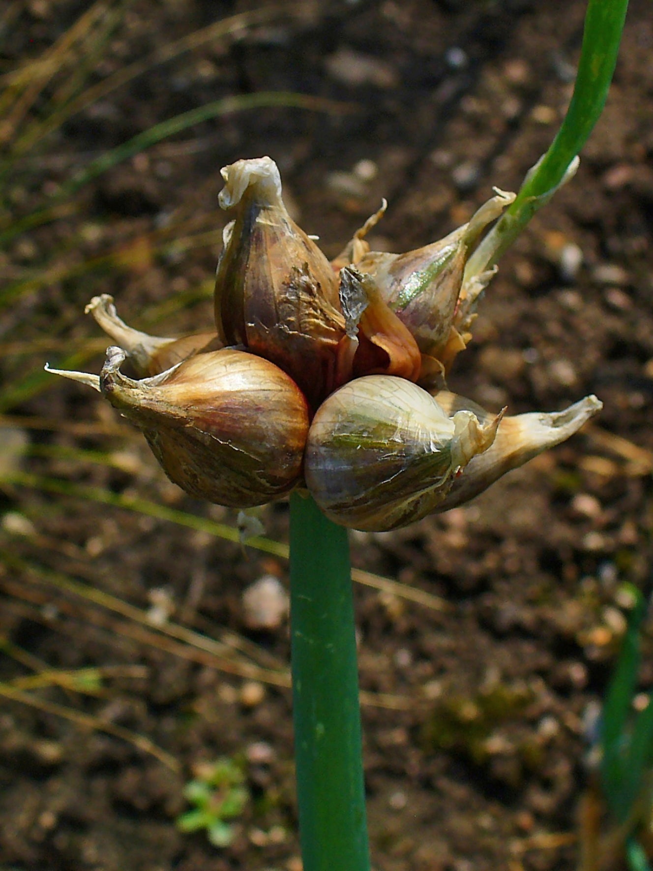 Egyptian Onion