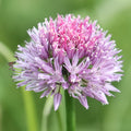 Altai Chives