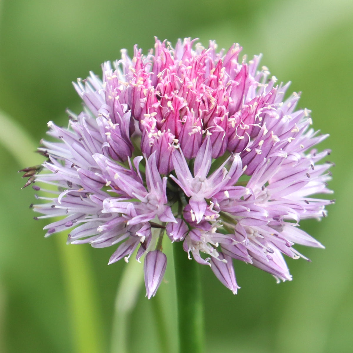 Altai Chives