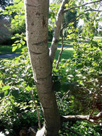 Grey Alder