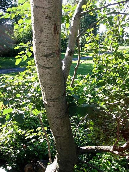Grey Alder