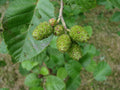 Grey Alder