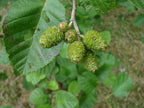 Grey Alder