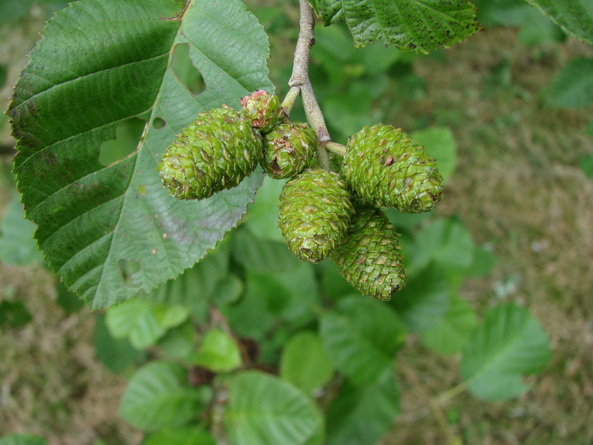 Grey Alder
