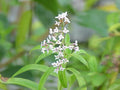 Spilsbury Mint Verbena