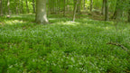 Sweet Woodruff