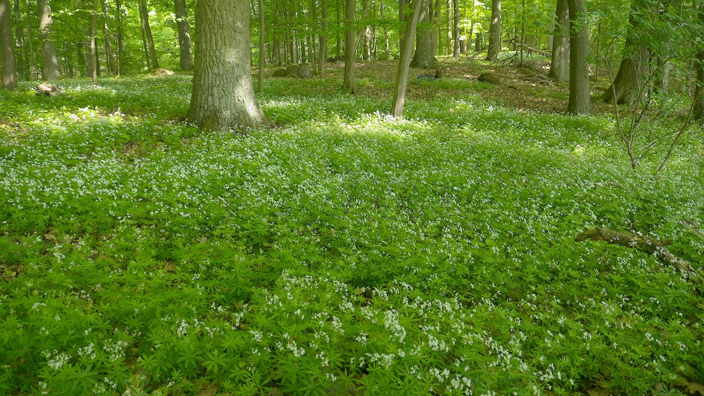 Sweet Woodruff