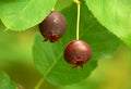 Apple Serviceberry
