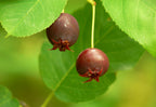 Apple Serviceberry