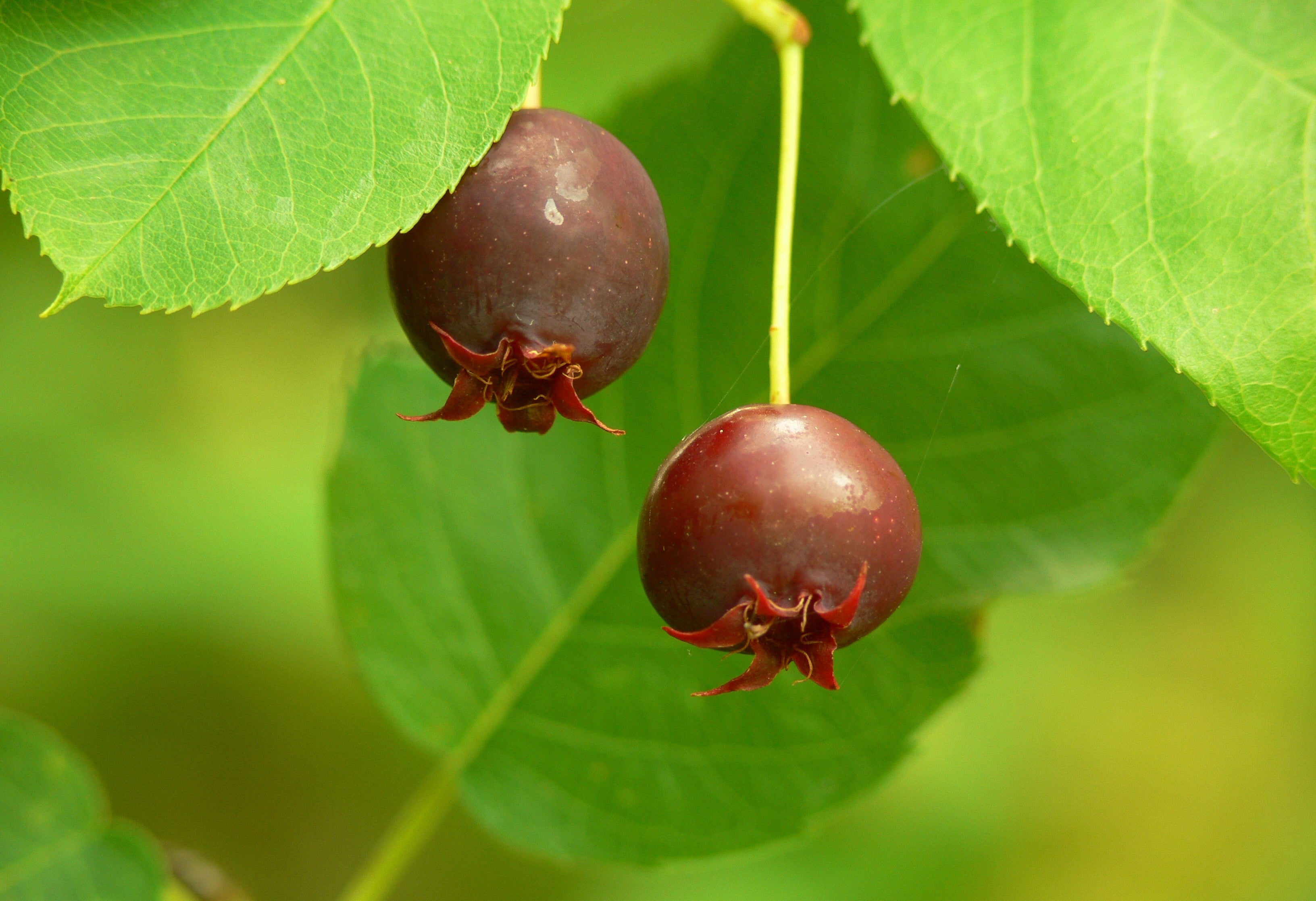 Apple Serviceberry