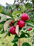 Apple 'Api Noir'