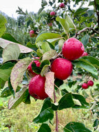 Apple 'Api Noir'