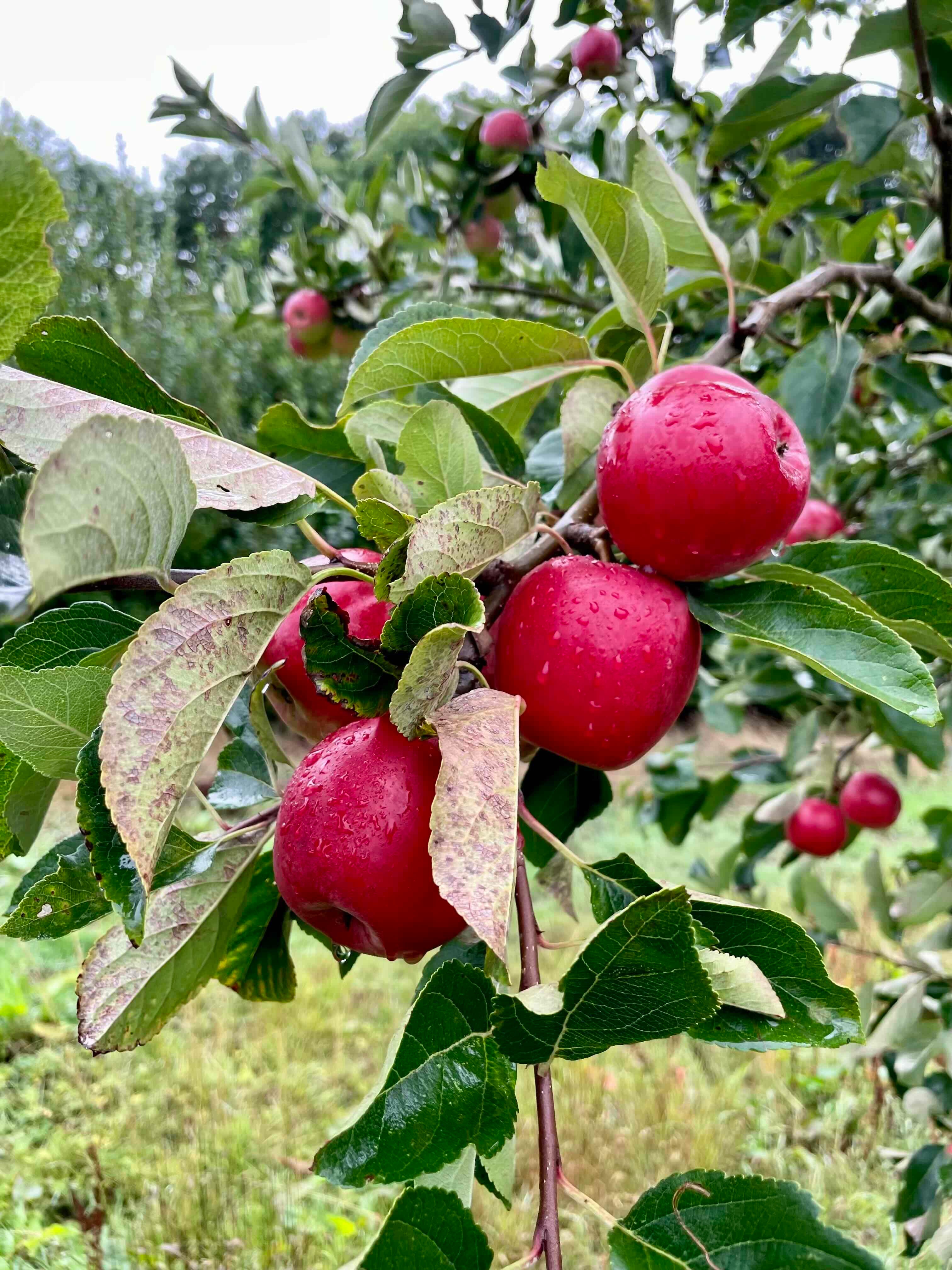 Apple 'Api Noir'
