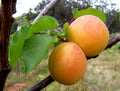 Apricot 'Goldcot'
