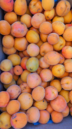 Apricot 'Tomcot'