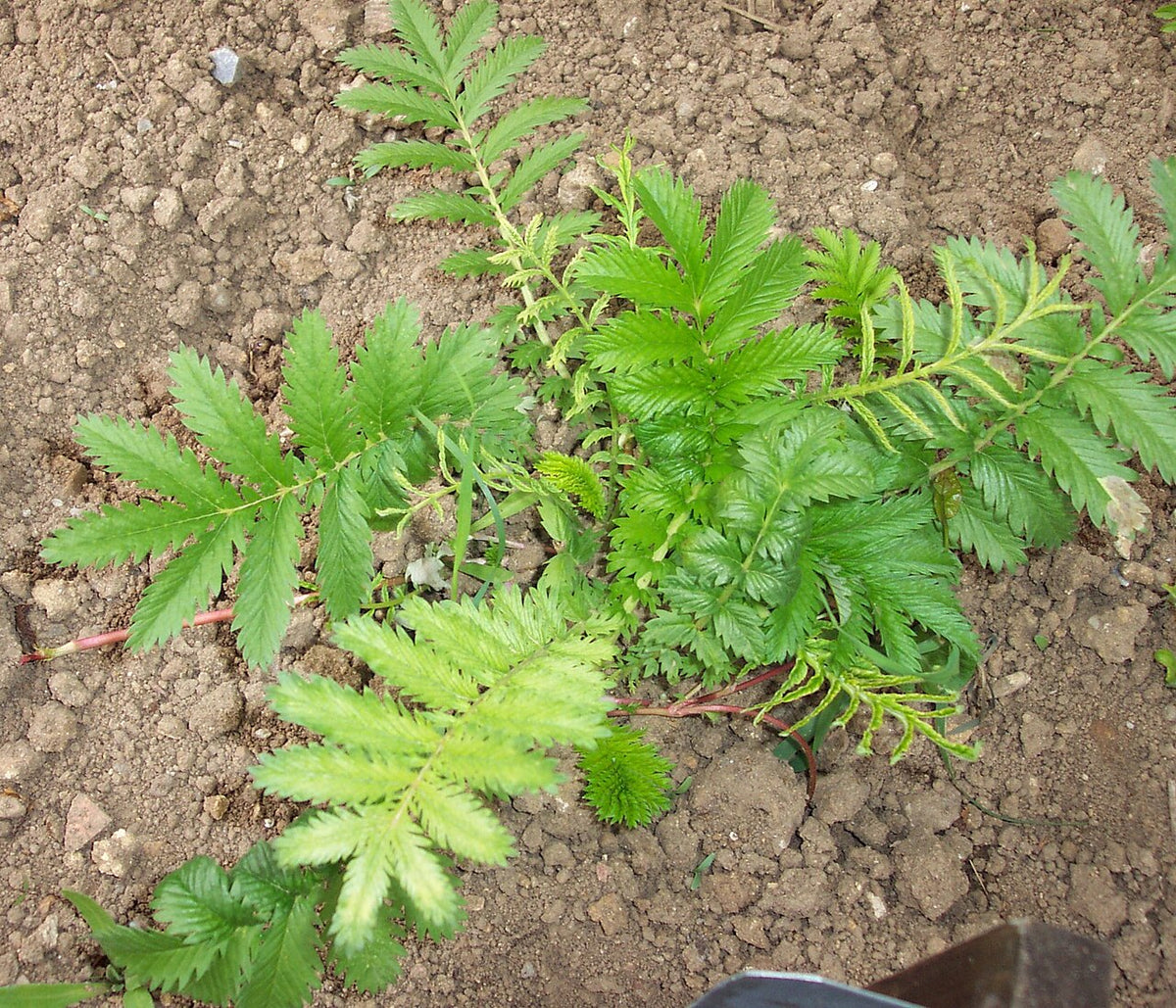 Silverweed
