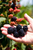 Blackberry 'Helen'