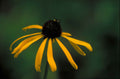 Yellow Coneflower