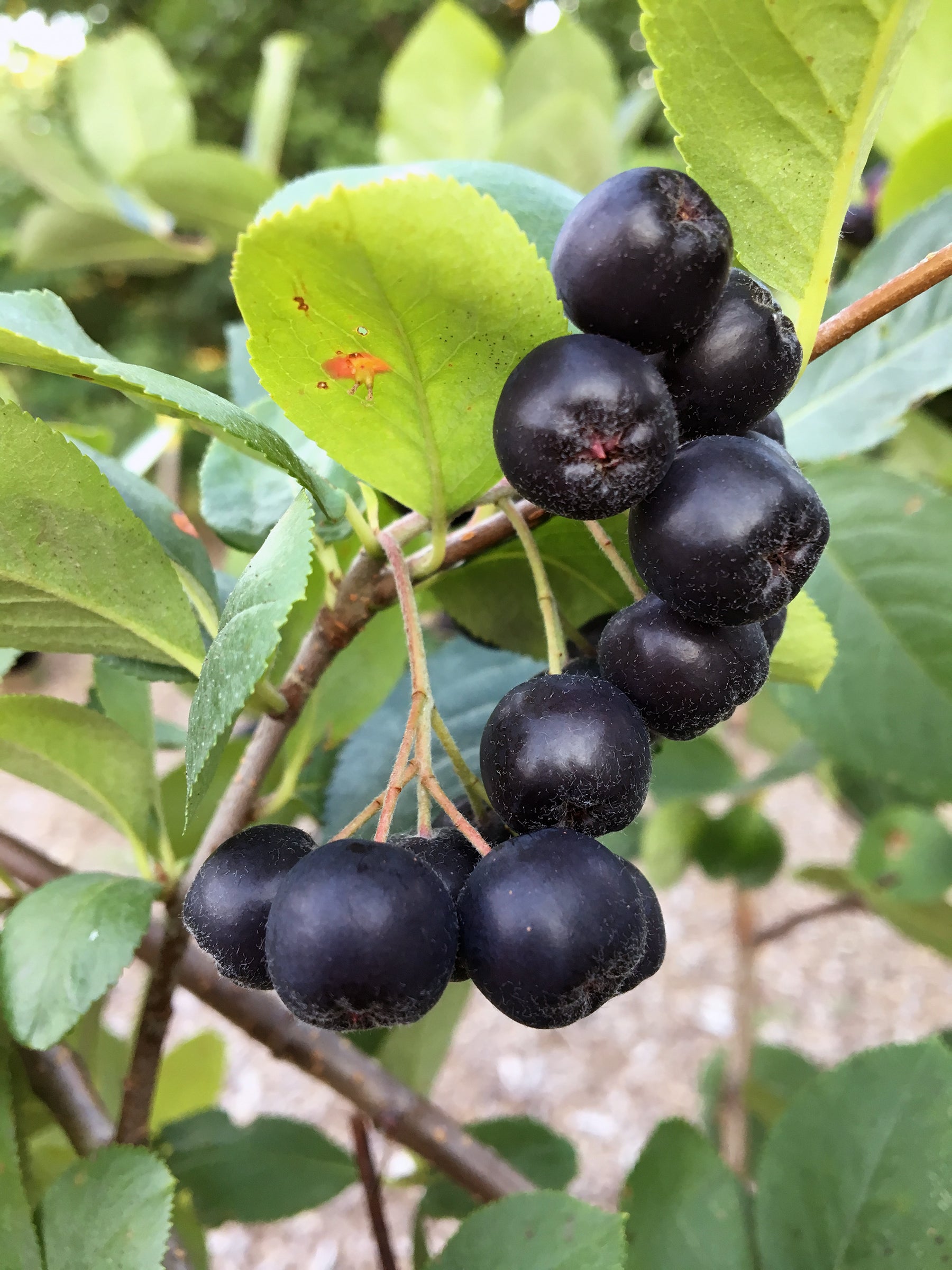 Black Chokeberry 'Hugin'