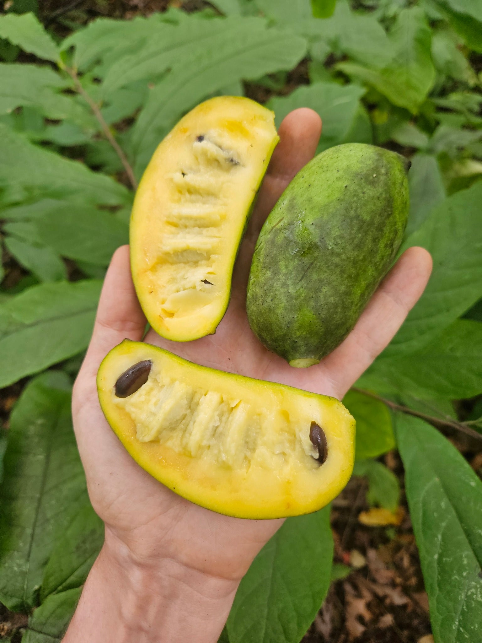 Pawpaw 'Improved'