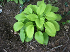 Hosta 'August Moon'
